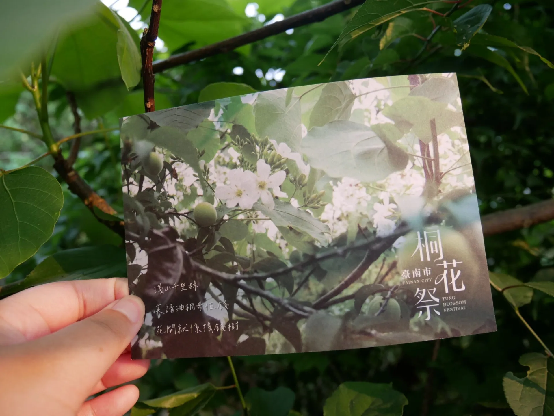 每年3、4月份是臺南梅嶺桐花盛開季節，也是梅子的產季。臺南市客委會提供