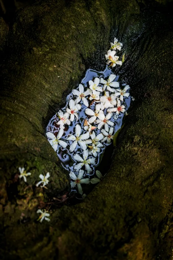 新北哈客智庫團成員李懿宸，2025年在土城桐花步道拍攝桐花美景，作品《A Hakka Memory of Taiwan》，在 IPA及PX3等國際攝影比賽中獲得獎項肯定。新北客家局提供