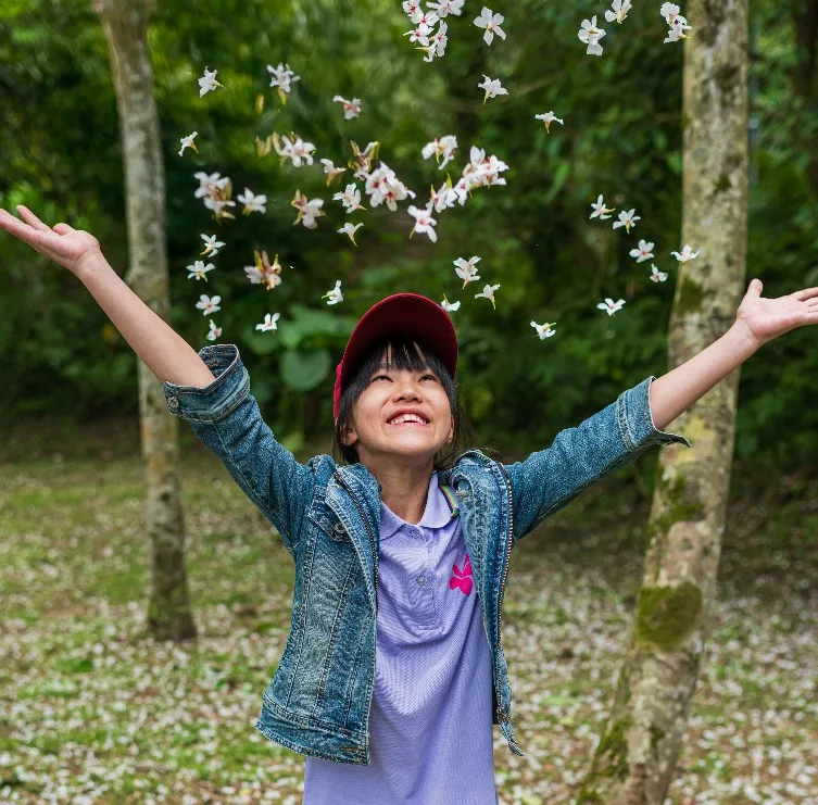 每年春季油桐花盛開，雪白花瓣隨風飄落。新北客家局提供