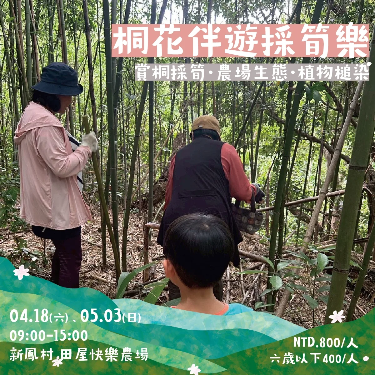 芎林桐花小旅行-桐花伴遊採筍樂。芎林鄉公所提供