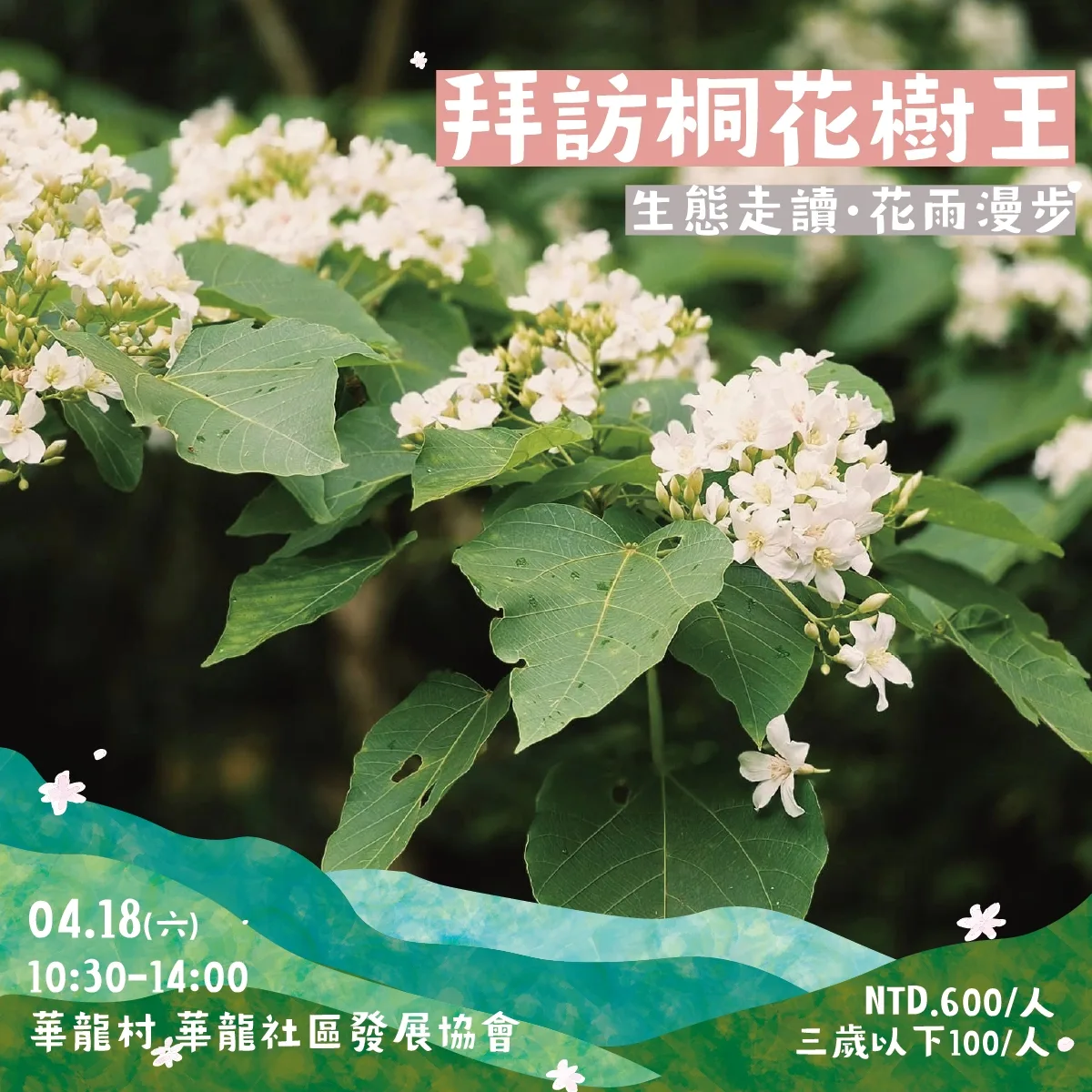 芎林桐花小旅行-拜訪桐花樹王。芎林鄉公所提供