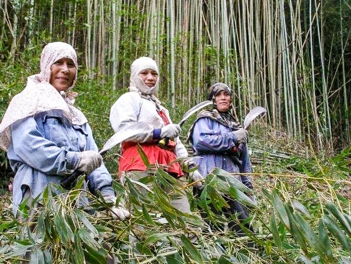 尖石鄉的桂竹園品質較佳都載到南投竹山賣到日本做竹劍。圖為原住民婦女砍竹的辛苦影像。陳權欣攝