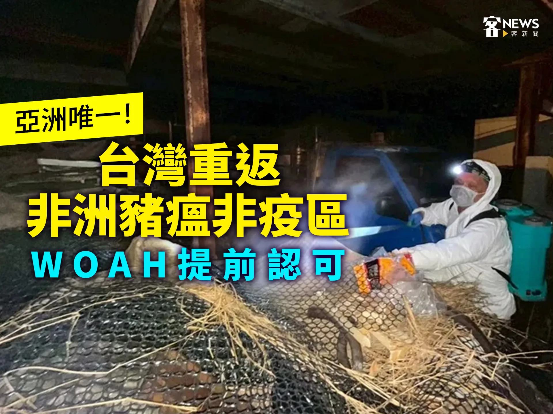亞洲唯一！台灣重返非洲豬瘟非疫區　WOAH提前認可