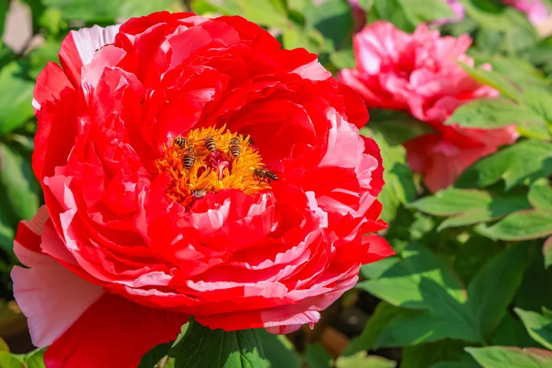 海拔約1600公尺的杉林溪森林生態渡假園區，栽植80多種、2萬株牡丹花，估開花到4月底。杉林溪森林生態渡假園區提供