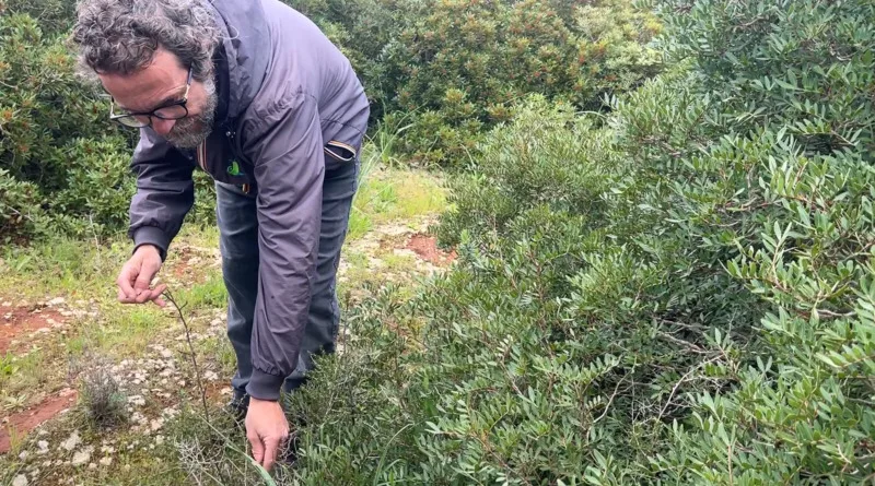 義大利薩倫托「採食文化」獨特　野蔬、小蝸牛入菜