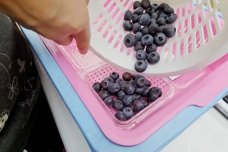 「桃園平鎮粉紅藍莓採果？」　假的！民眾不要受騙