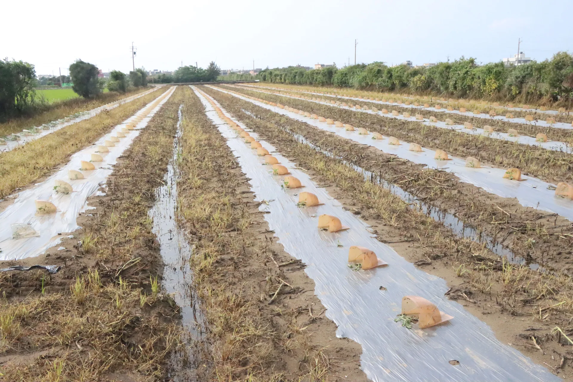 苗栗豪雨導致後龍香瓜等農損嚴重。苗栗縣政府提供
