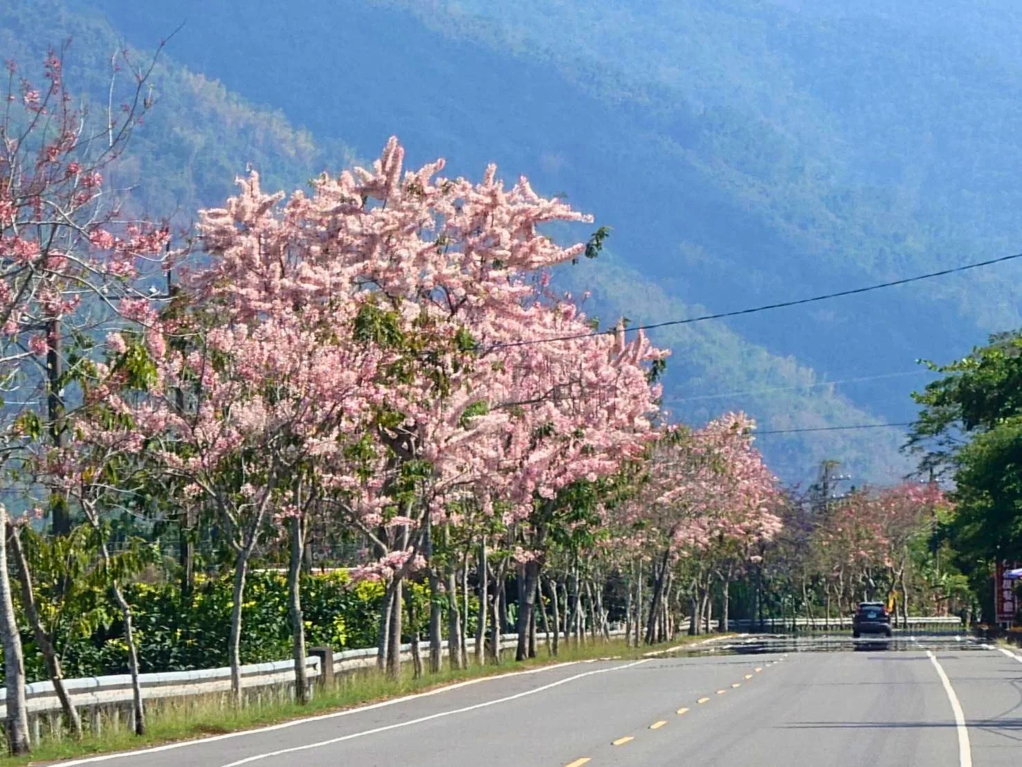 六龜台27甲線換上粉色新裝,花旗木簇擁綻放。高雄市政府提供