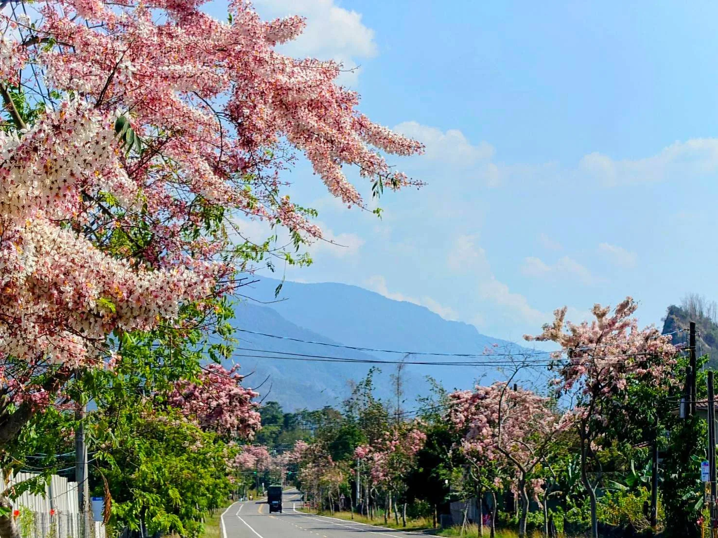 六龜「平地櫻花」盛開　粉色花海綿延數公里