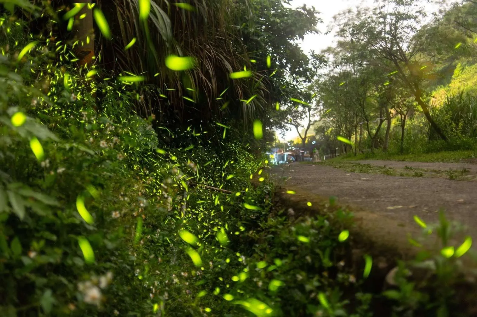 雲林螢火蟲季登場　16條賞螢遊程、百元體驗攀樹