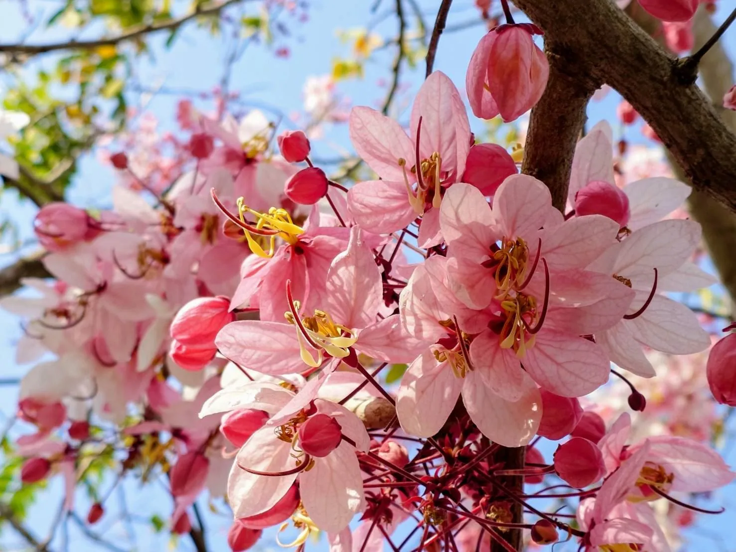 近看花旗木,粉白相間的花瓣層疊,在陽光映照下更顯剔透玲瓏。高雄市政府提供