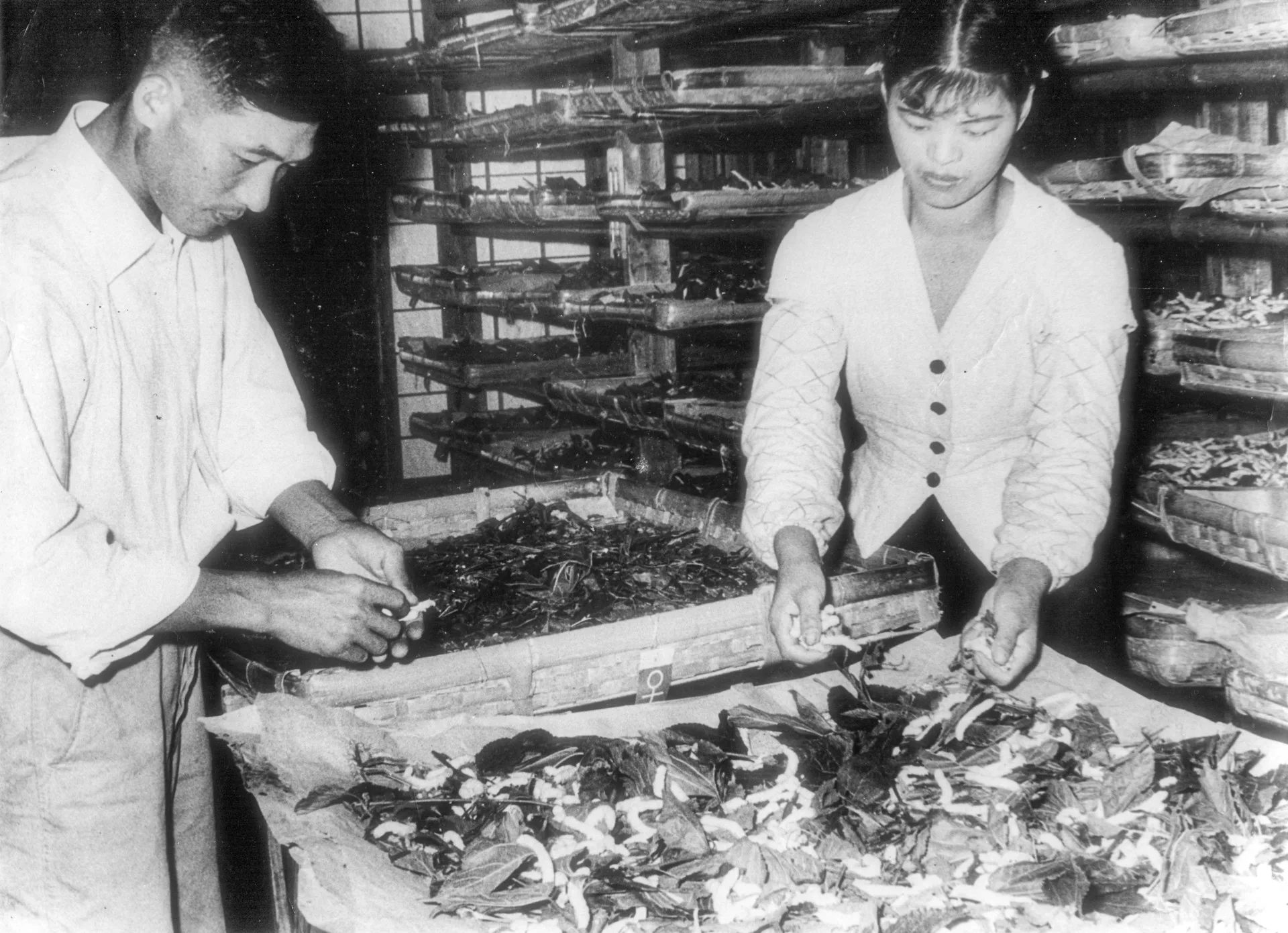 台灣蠶業公司員工在選檢熟蠶。邱新霖提供