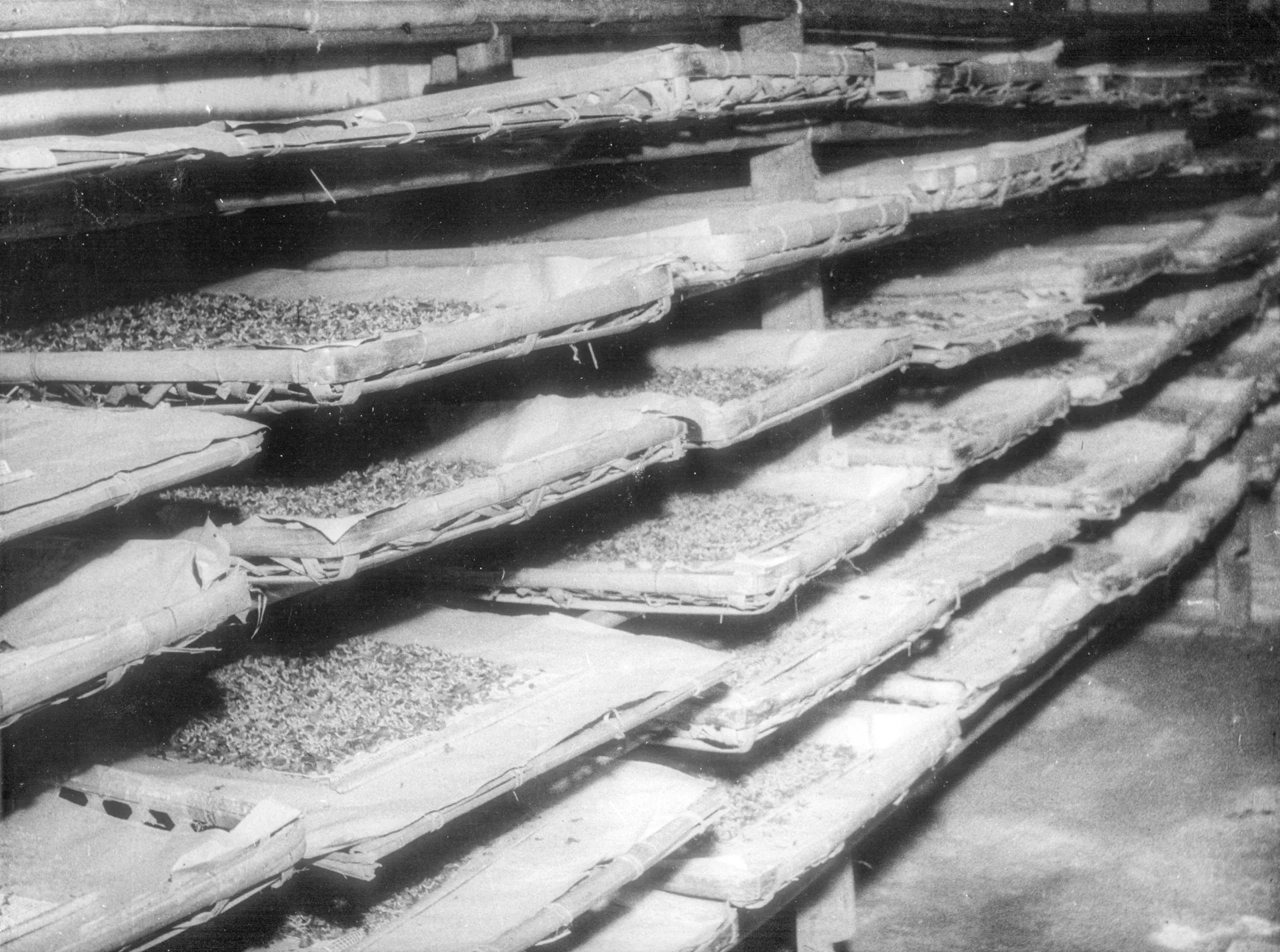 台蠶公司早期幼蠶培育室的蠶寶寶。邱新霖提供