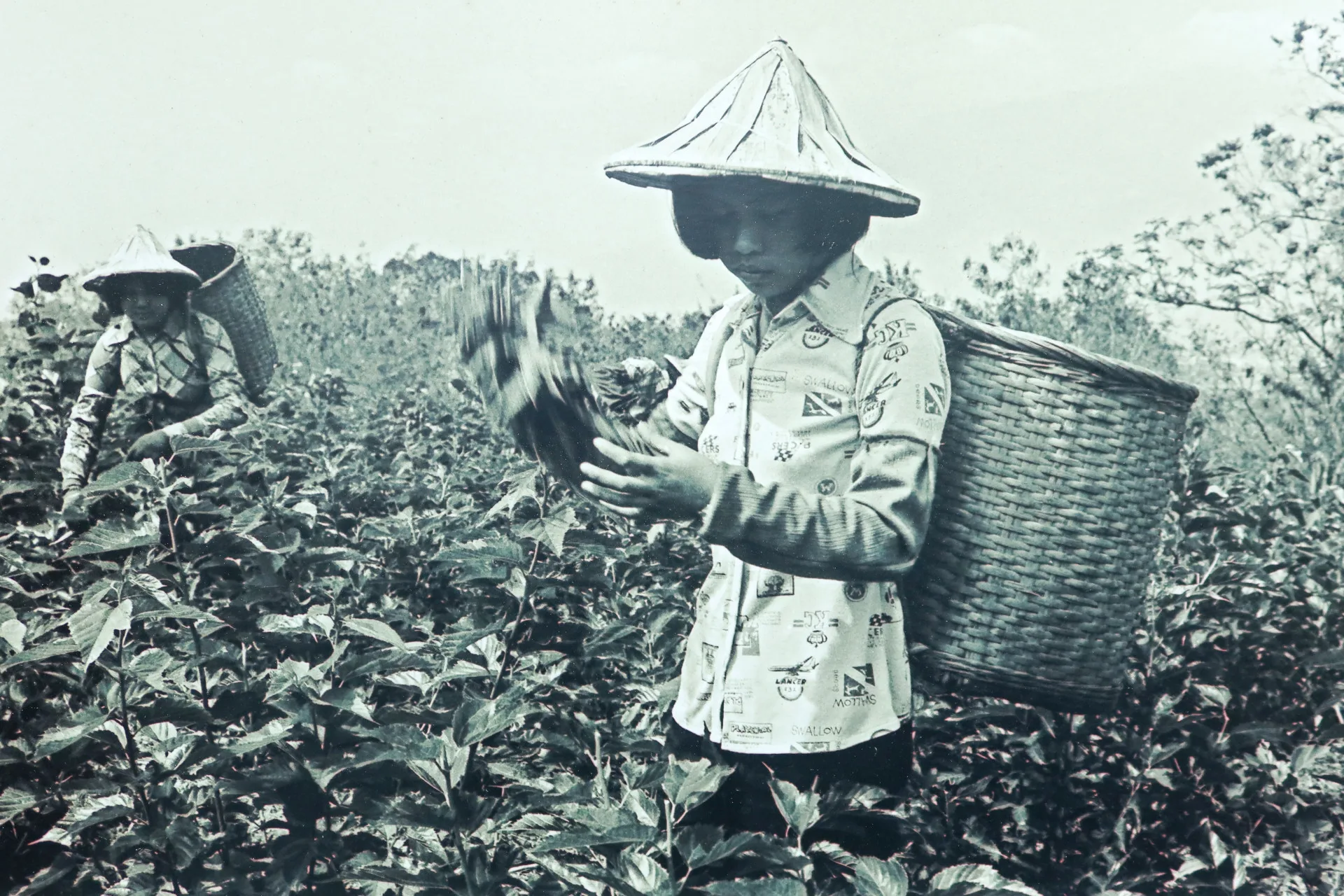 早期少女揹著竹籮到桑園採摘桑葉。邱新霖提供