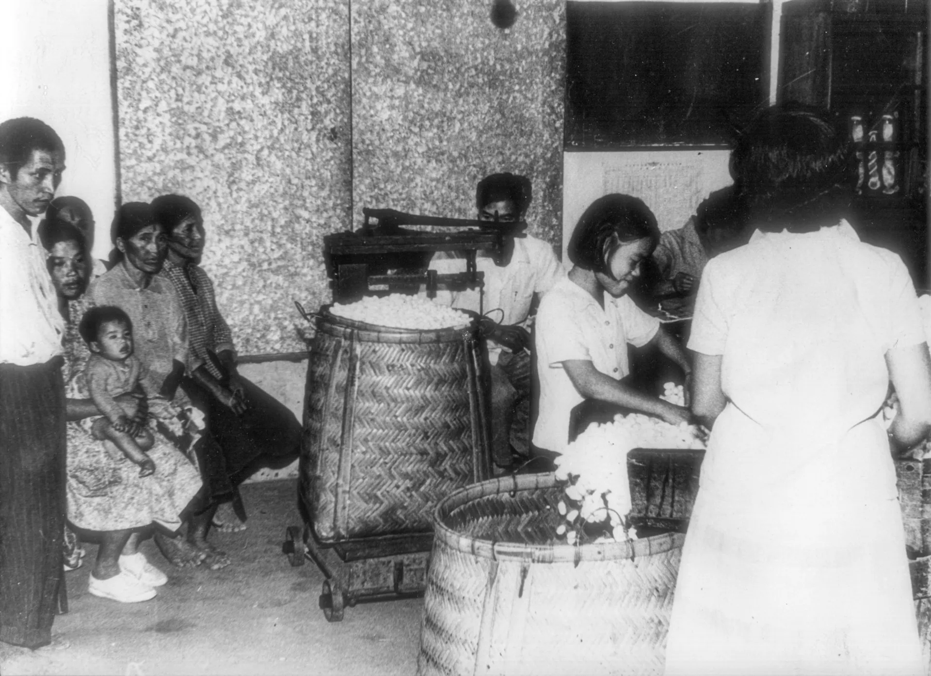 台灣栽桑養蠶最盛時期，苗栗縣泰雅族的「老嫩大細」都投入，送來蠶繭過磅。邱新霖提供