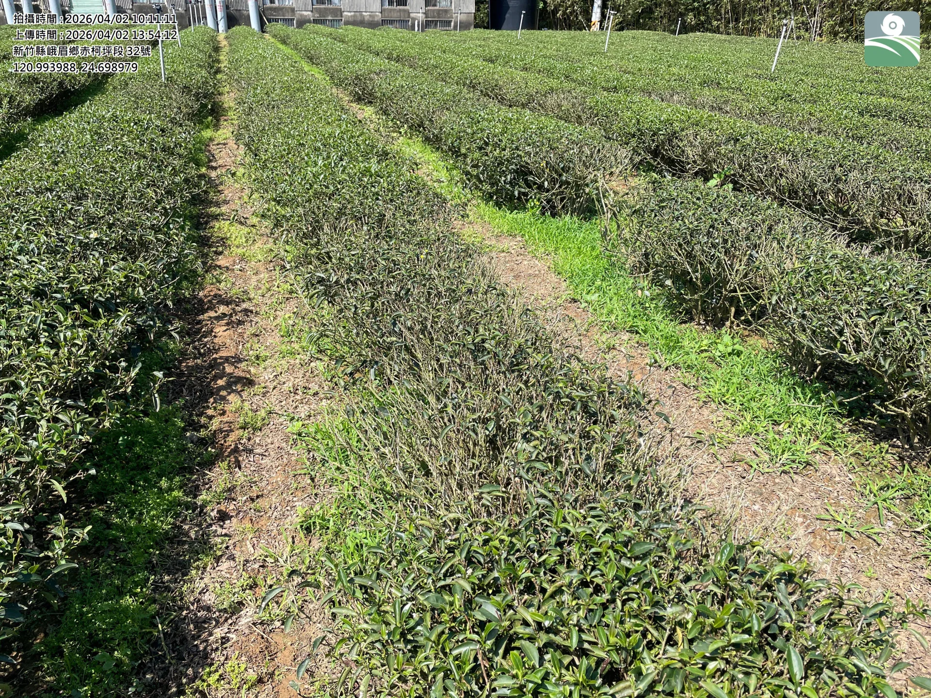 新竹峨眉茶園乾旱　農業部：每公頃補助10萬元