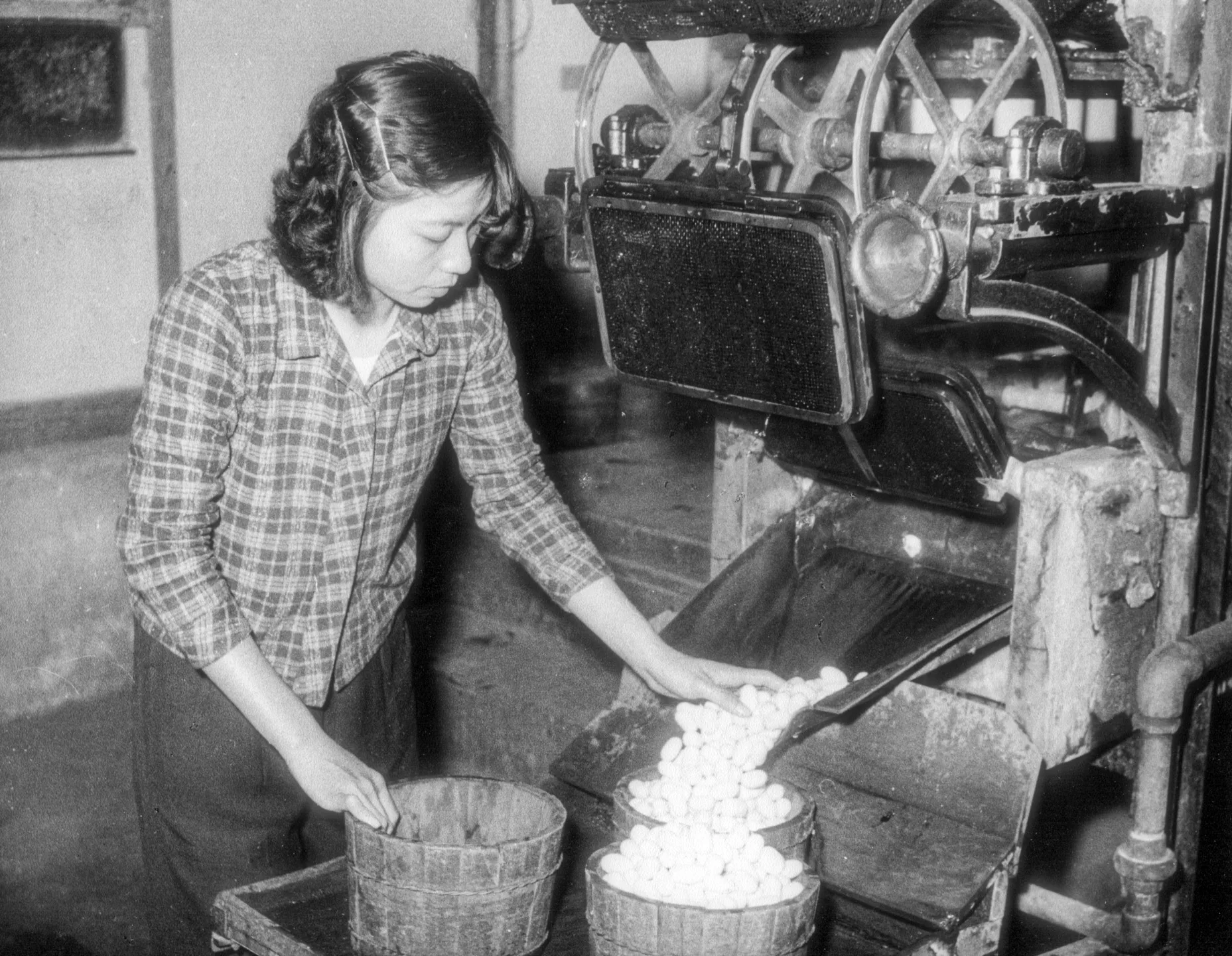 台蠶公司女員工在煮蠶繭。邱新霖提供