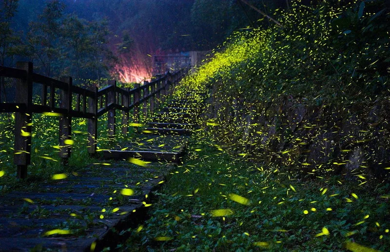 嘉義山區雨後火焰蟲大爆發　四大類賞螢景點