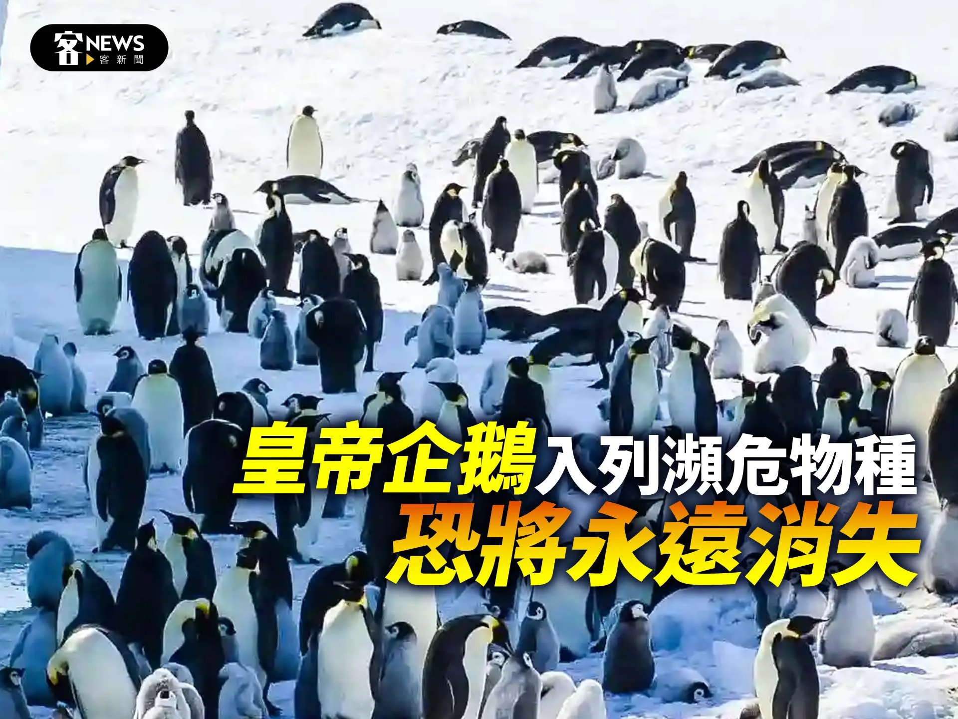 「皇帝企鵝」入列瀕危物種　恐將永遠消失