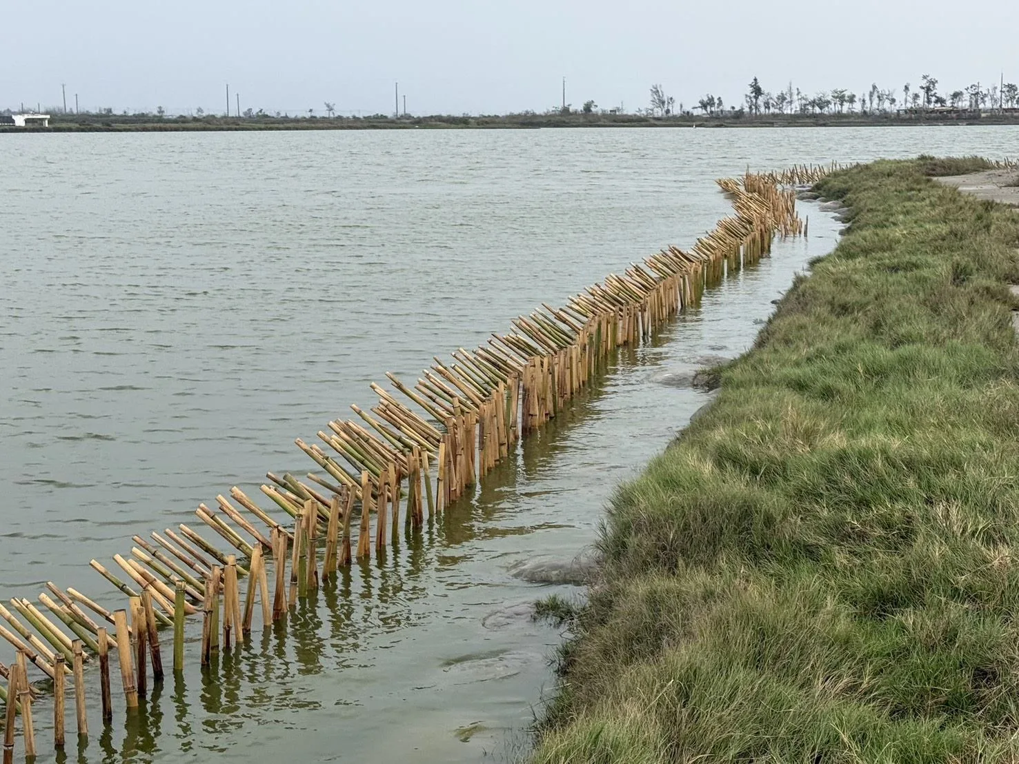 布袋鹽田設護鳥圍籬　守護小燕鷗棲地
