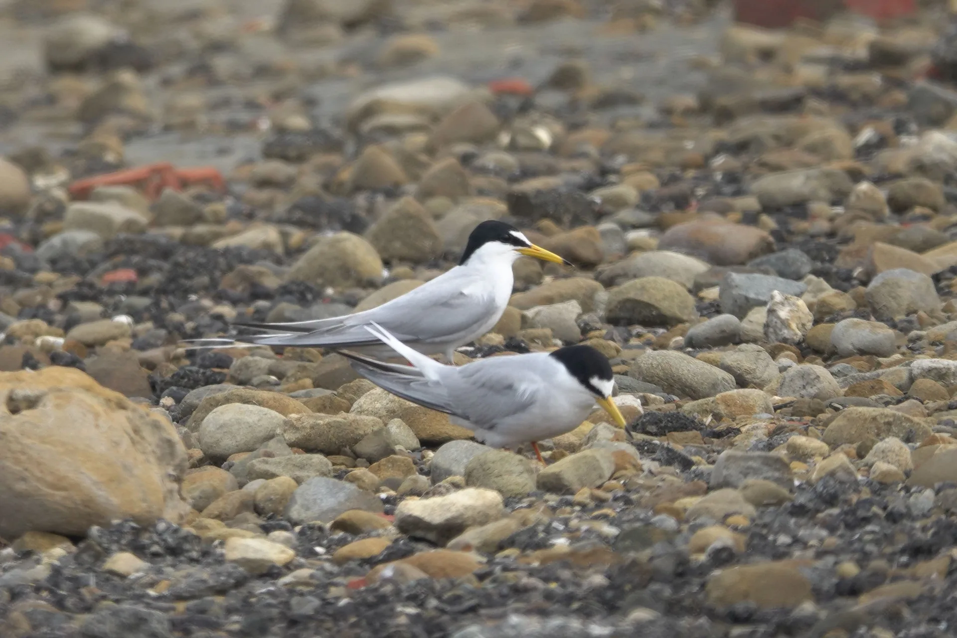 布袋鹽田設立護鳥圍籬,守護小燕鷗重要繁殖棲地。邱彩綢提供