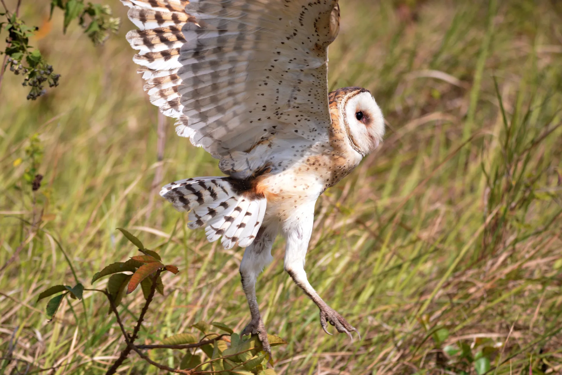 台南大內國有林地白茅草生地　首次記錄草鴞驚喜「獻聲」
