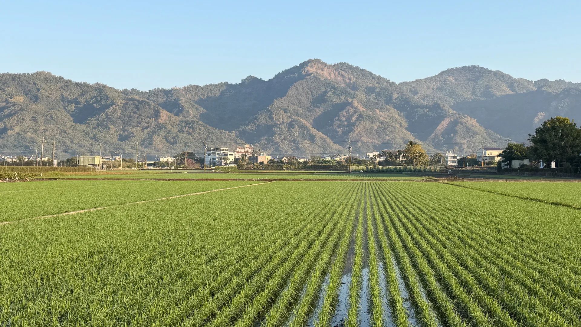 美濃山系與稻田合影。李慧宜攝