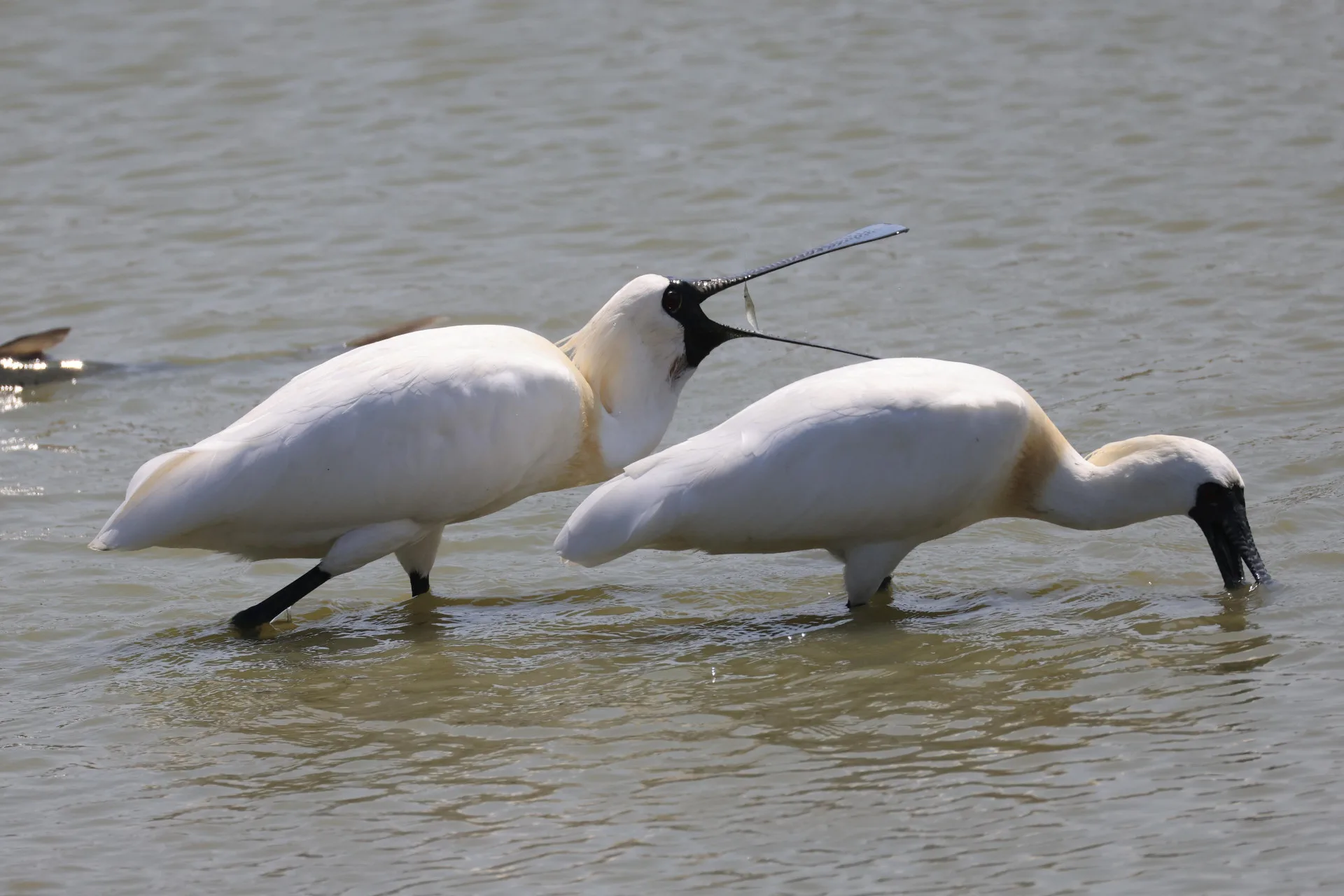 黑面琵鷺於淺水區緩慢行走,以左右擺動掃食方式捕食魚蝦(呂翊維攝)