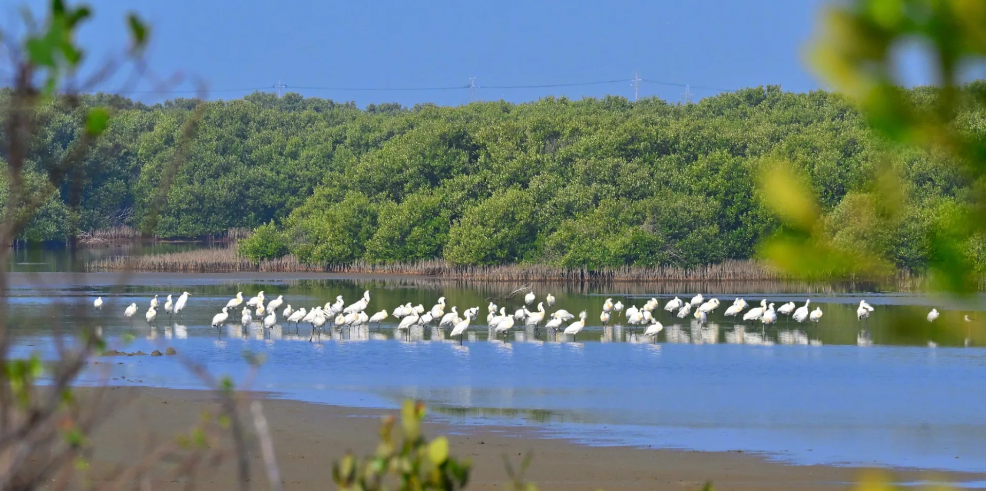 特定時期在魚塭、農田或濕地維持適當水位,使水體得以長時間存在,營造穩定的濕地環境,提供水鳥(如黑面琵鷺)覓食、棲息及避冬所需棲地(郭東輝攝)
