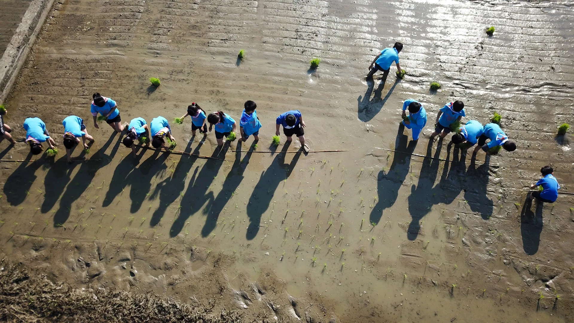 高雄147號成為美濃地區推廣食農教育的水稻品種。圖為龍肚國小蒔禾空拍照。李慧宜提供