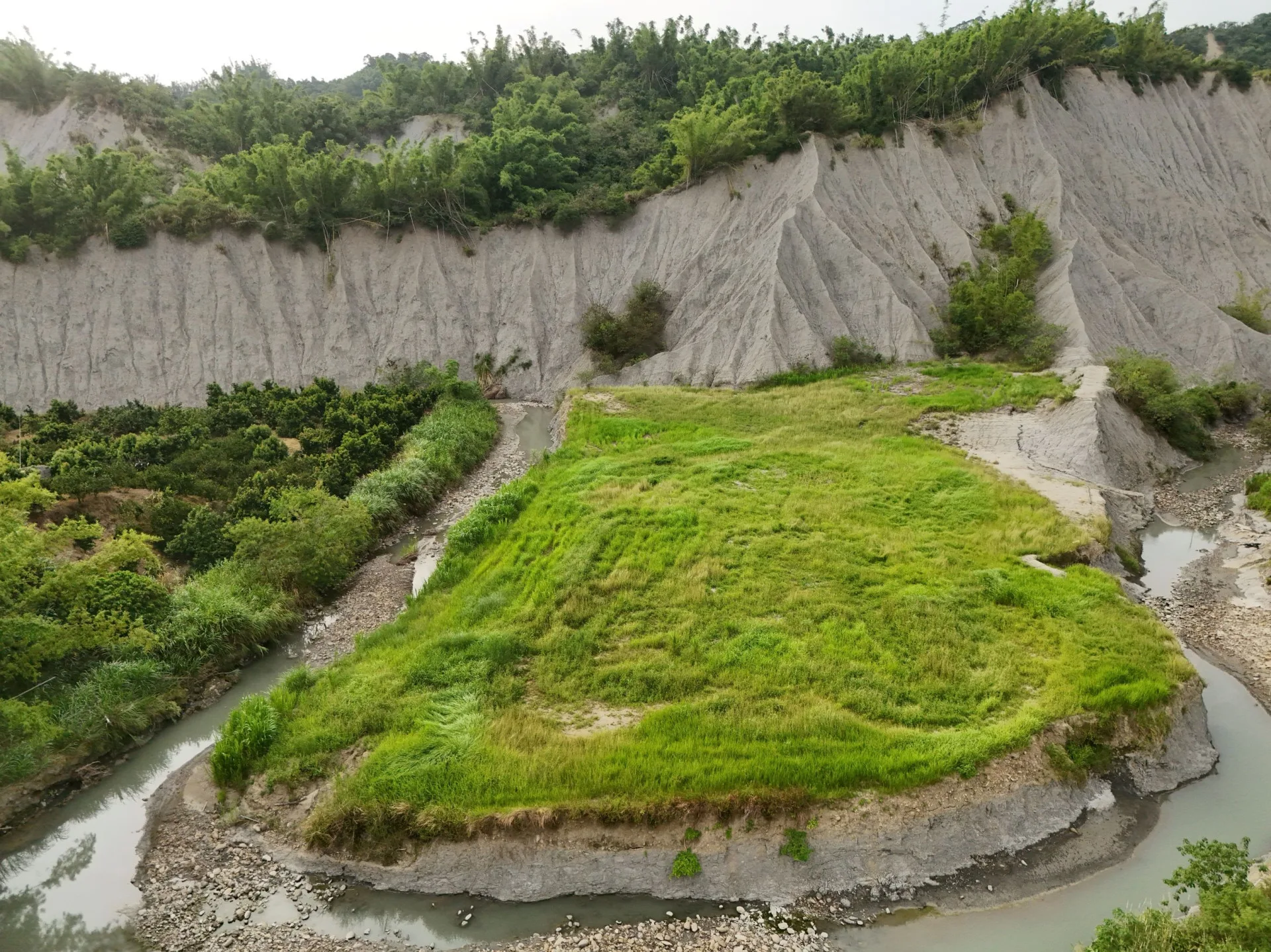 台南大內國有林地打造白茅草生地,營造瀕臨絕種保育鳥類棲地,草鴞驚喜「獻聲」。林保署嘉義分署提供