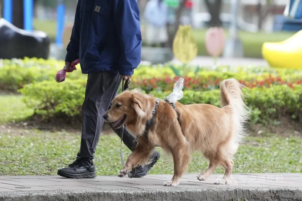 寵物用藥開放人藥新制將上路　動保團體籲採負面表列