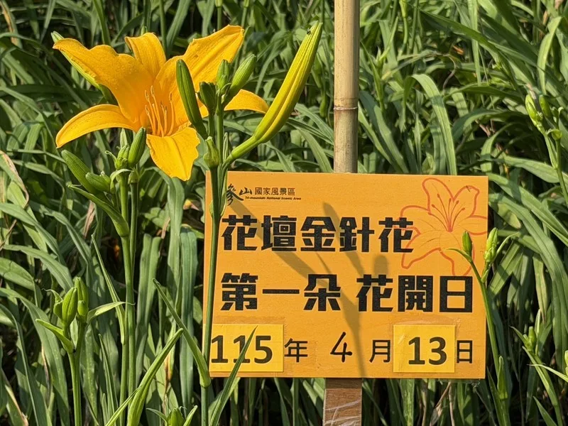 彰化虎山巖金針花首日開16朵　30萬朵估5月齊放