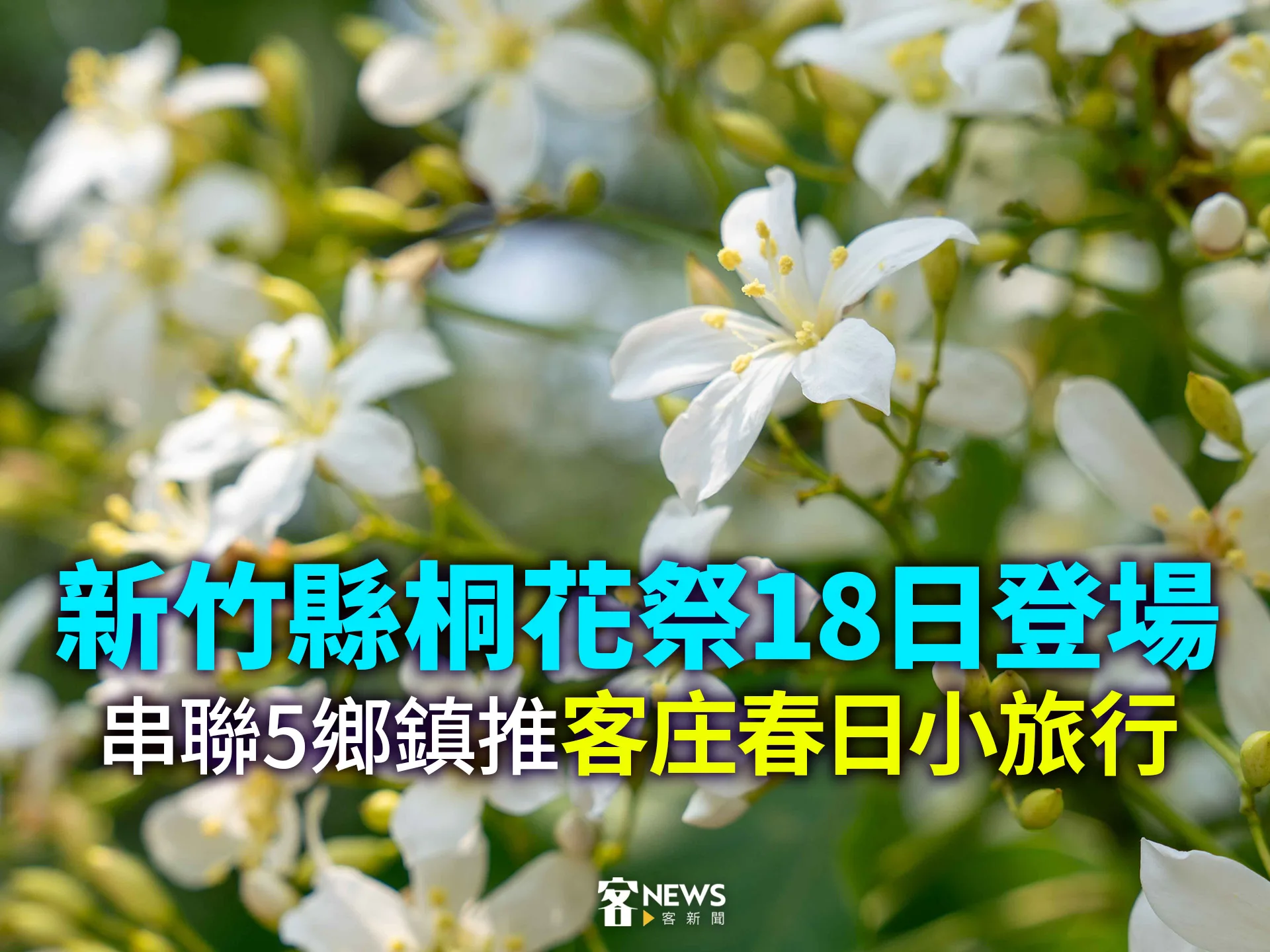 新竹縣桐花祭18日登場　串聯5鄉鎮推客庄春日小旅行