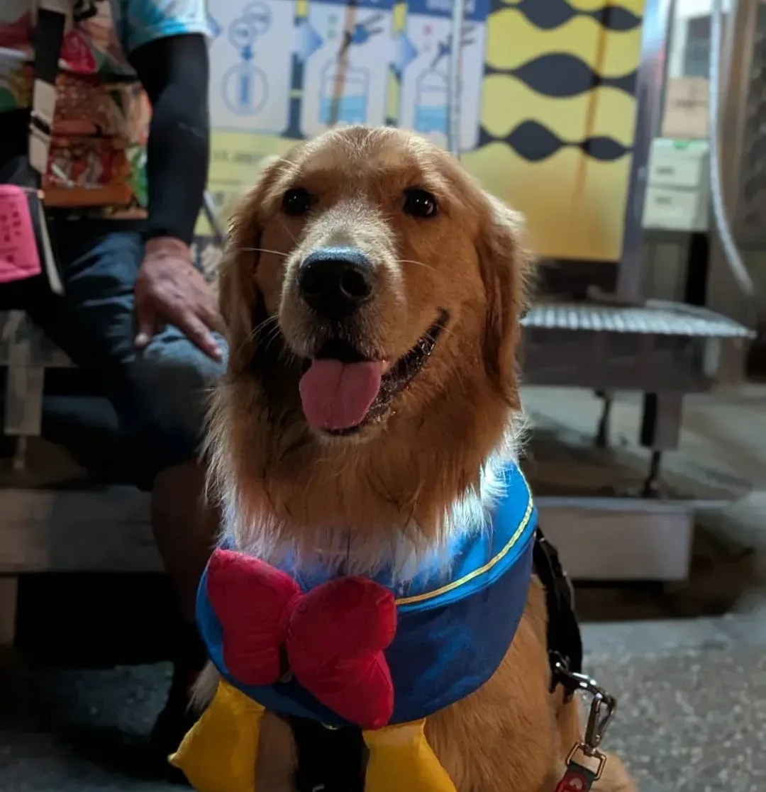 虎尾科大吳同學一歲的黃金獵犬吳比。李宥妍攝