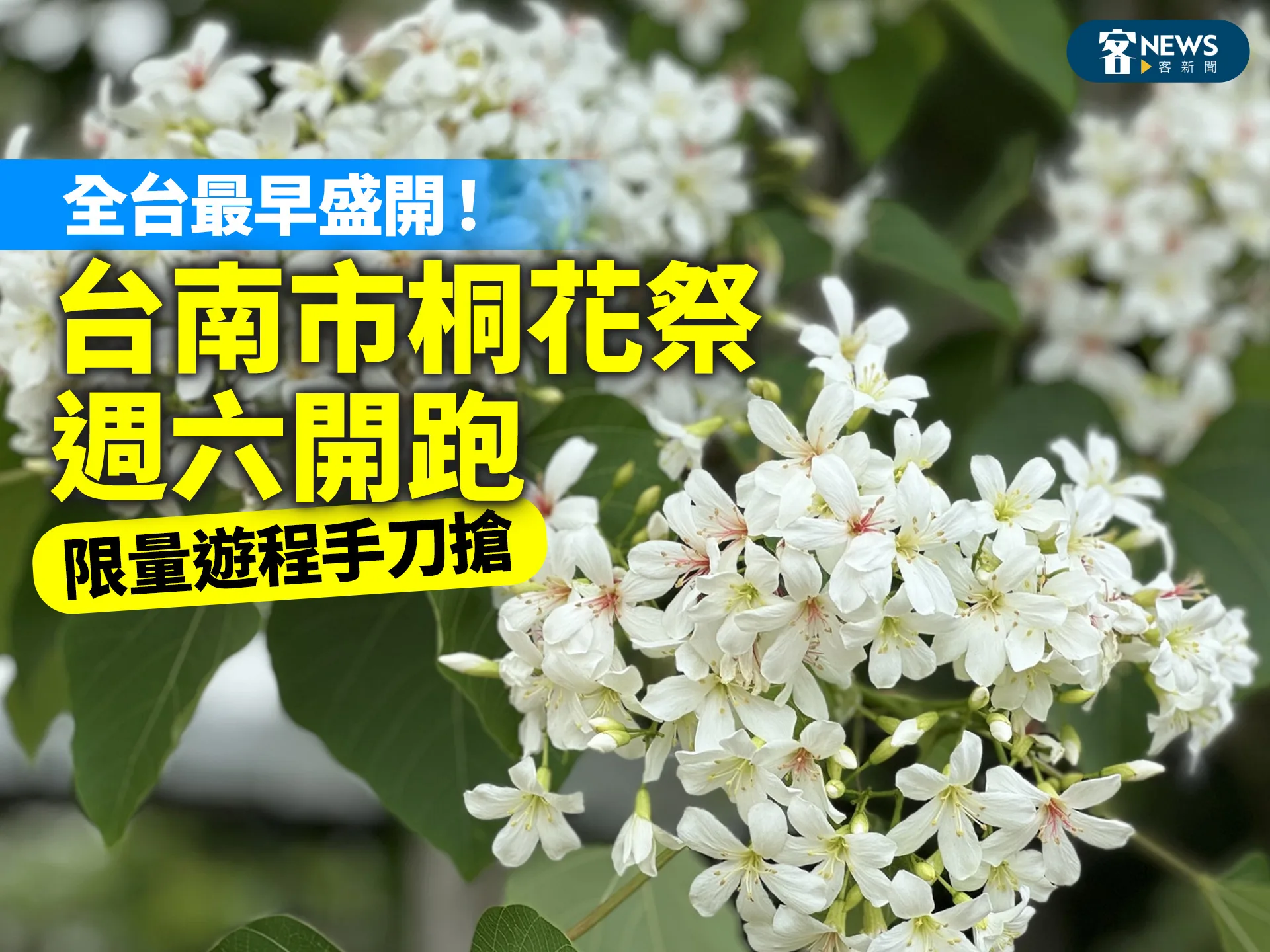 全台最早盛開！台南市桐花祭週六開跑　限量遊程手刀搶
