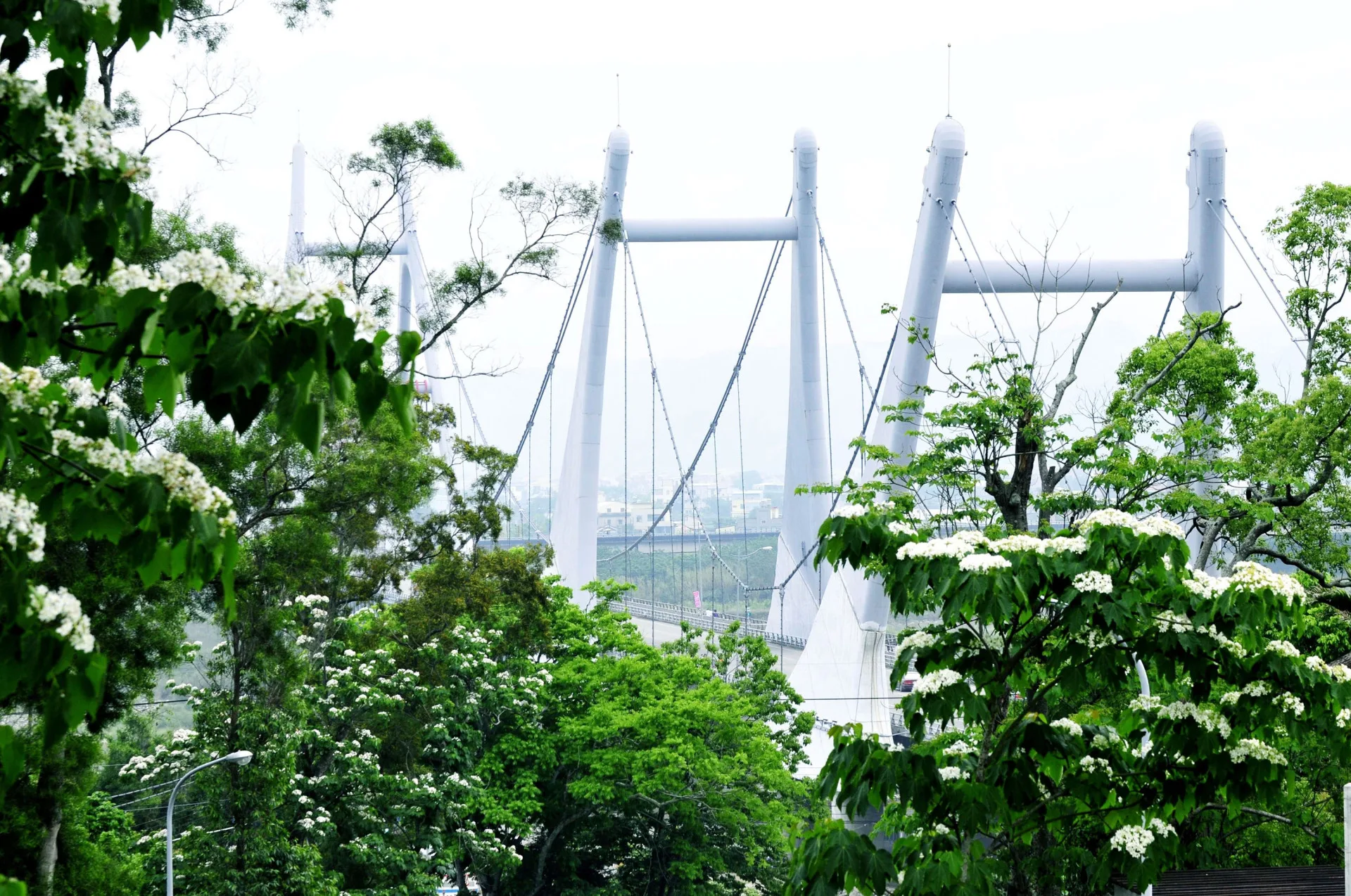 苗栗桐花祭串連三義、大湖、造橋、苗栗市　4月18日起登場