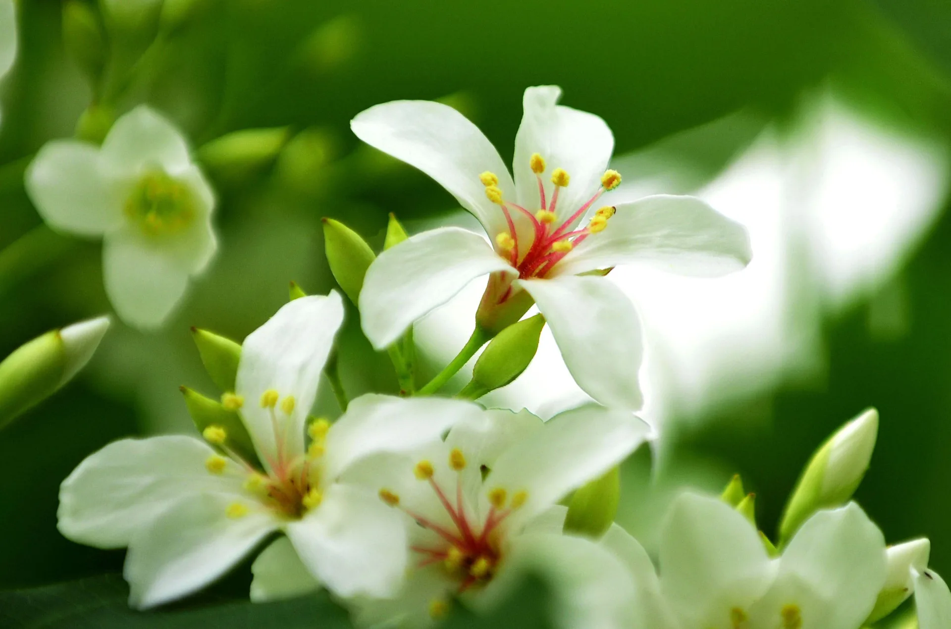 2026苗栗桐花祭串聯三義鄉、大湖鄉、造橋鄉及苗栗市等4個鄉鎮市公所，4月18日起繽紛登場。苗栗縣政府提供