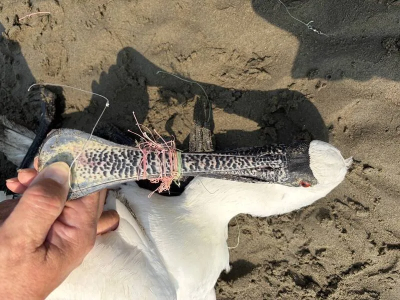 黑面琵鷺嘴、腳纏魚線，北返倒臥後龍海岸不治。苗栗縣政府提供