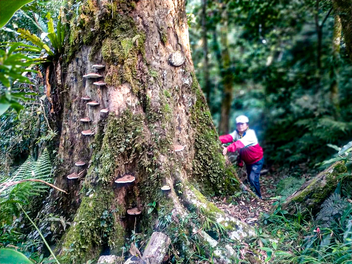 筆者隨著松村松年與渡邊龜作足跡，奔走於新竹太祖山鵝公髻山尋找蟲跡，與感傷發現枯死的赤柯神木的老去。陳權欣提供