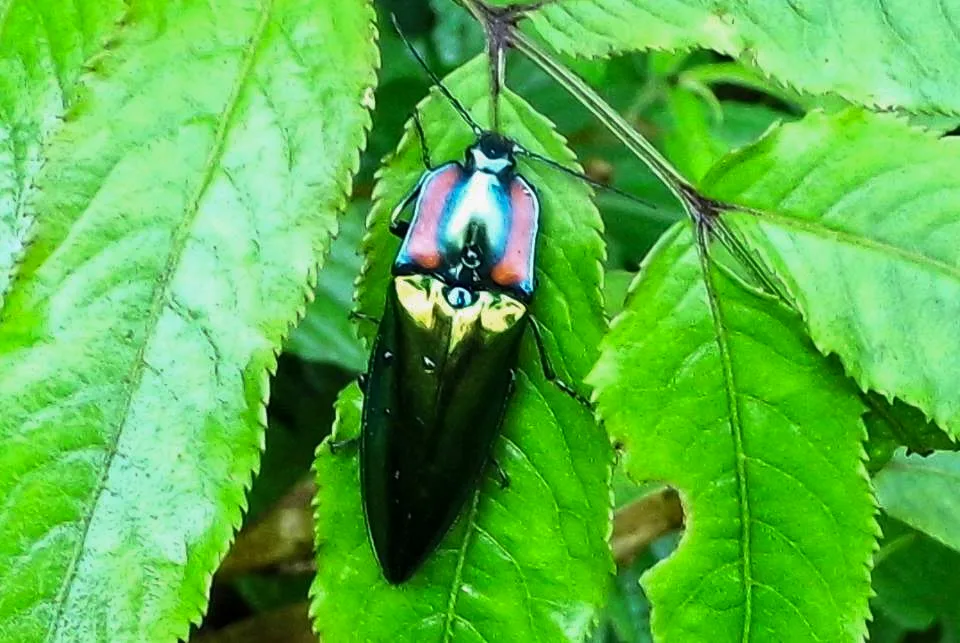 渡邊取名的台灣十七種保育類之一的珍稀渡邊大青叩頭蟲，是隨著渡邊足跡在五指山上發現。陳權欣攝