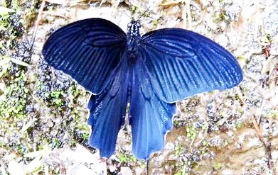 新竹自已家鄉拍到的以渡邊取名的渡邊鳳蝶，雄蟲（藍鳳蝶）。陳權欣攝