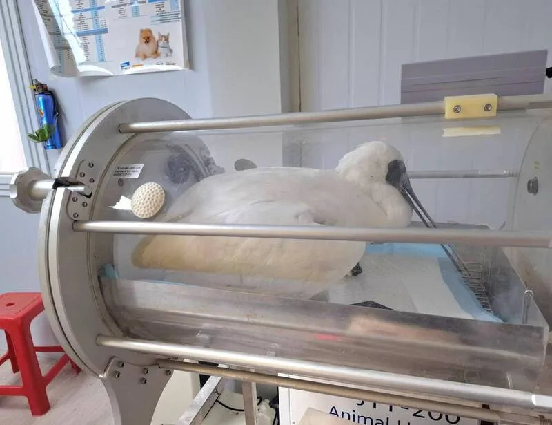 苗栗縣後龍鎮海岸日前救傷1隻保育類黑面琵鷺，嘴喙及腳部遭魚線纏繞，疑因多日未進食、緊迫，送醫後身體狀況明顯衰竭，最終救治失敗死亡。苗栗縣政府提供