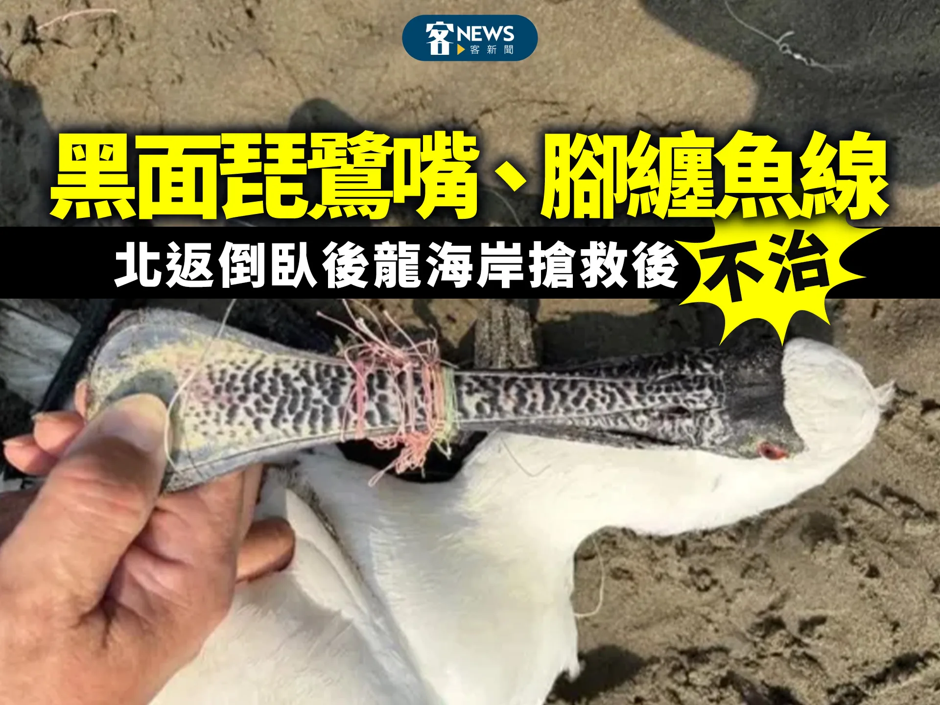 黑面琵鷺嘴、腳纏魚線　北返倒臥後龍海岸搶救後不治
