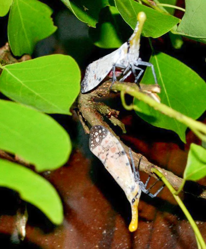 新竹北埔家鄉發現以渡邊氏定名的渡邊長吻白蠟蟬。陳權欣攝