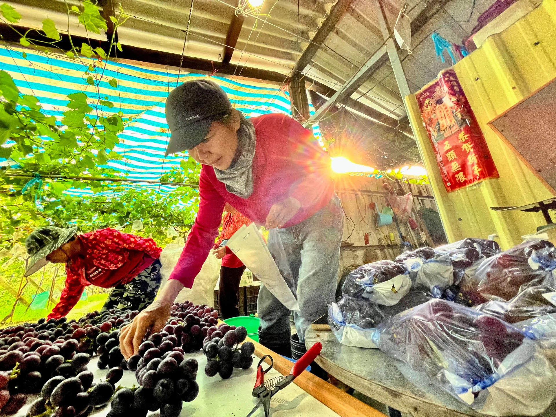 黃環閔與姊姊、母親正忙著分裝現採的葡萄，一年兩穫，這是精緻農業的果實。徐彩雲攝