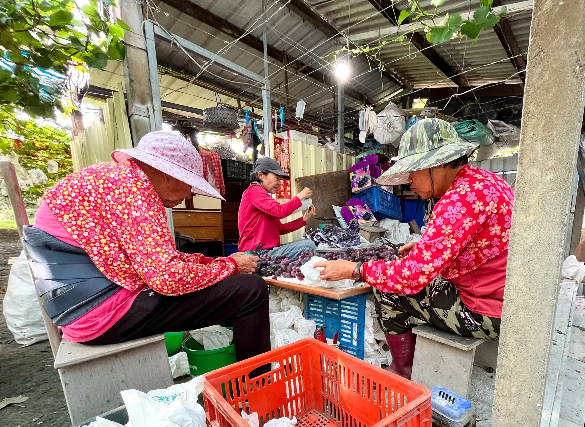 包裝葡萄的時間要選太陽尚未出現時，大約清晨5點半。徐彩雲攝