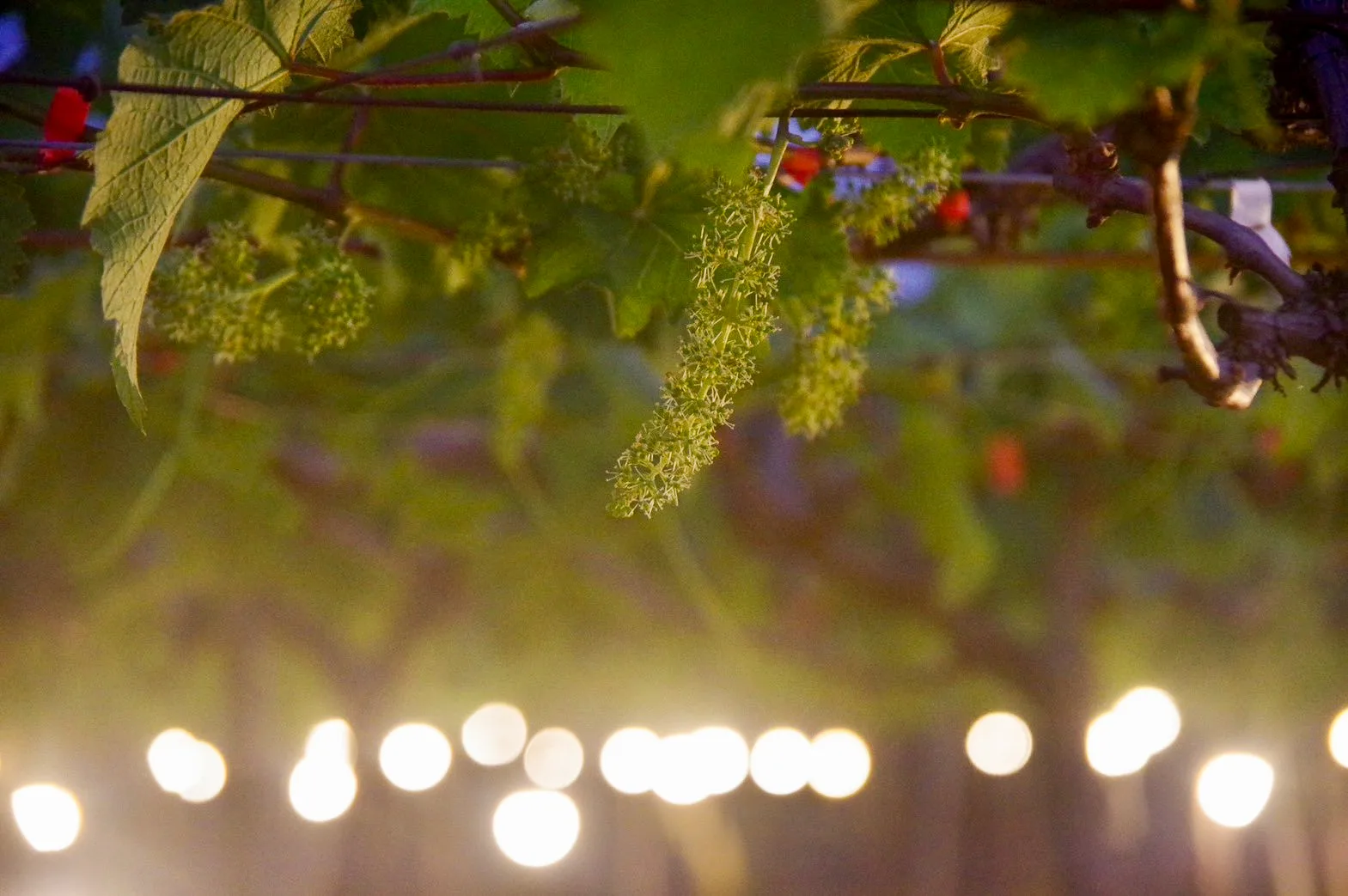葡萄花穗與枝葉在燈光映照下靜謐生長。徐彩雲攝