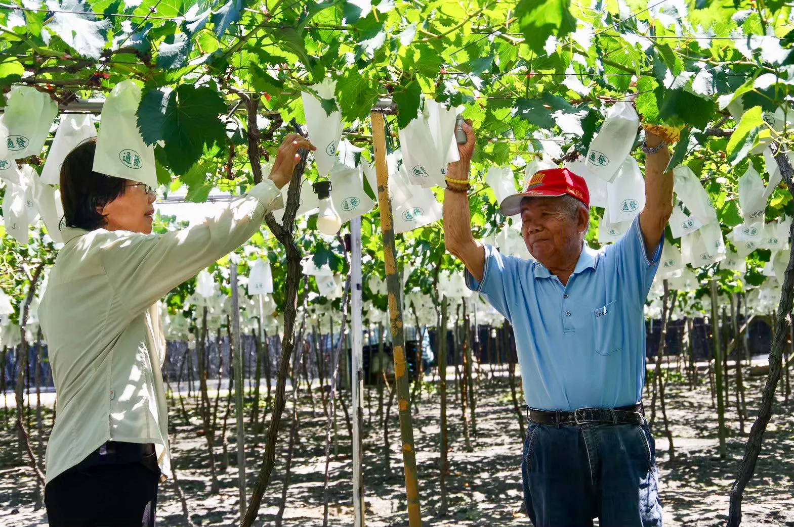 黃環閔與父親黃西河在葡萄園中交流栽種經驗。徐彩雲攝