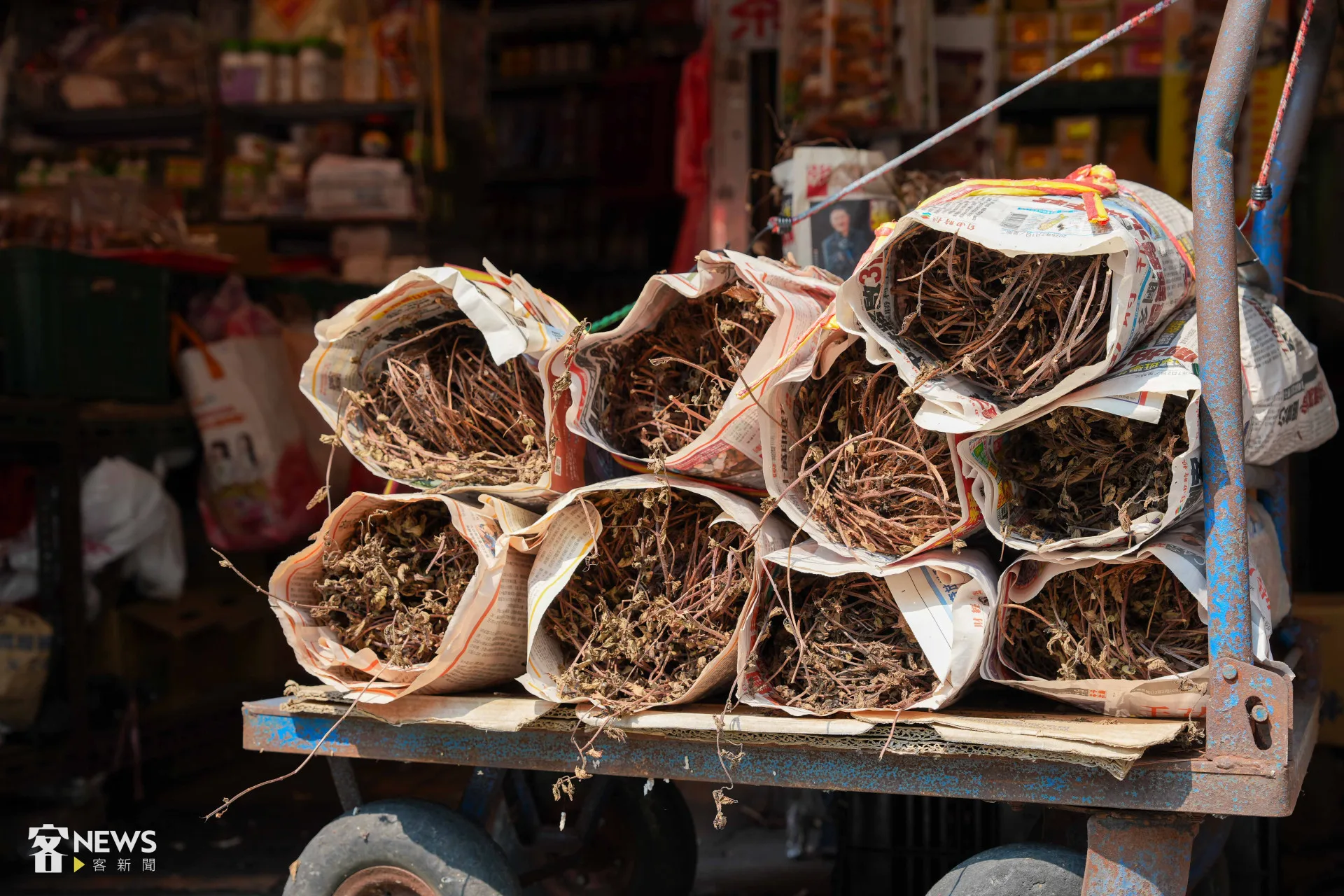 位置接近的關西和新埔由於季風濕潤度不同，發展出截然不同的產業，圖為關西仙草。李台源攝